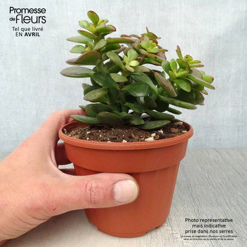 Exemplar von Crassula ovata Minor - Geldbaum Topf 12 cm / 13 cmGelieferte Höhe ca. 10/20cm wie im Frühjahr geliefert