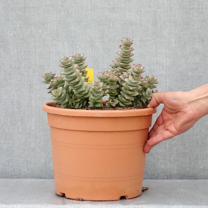 Exemplar von Crassula perforata - Pot de 7,5L/10L wie im Frühjahr geliefert