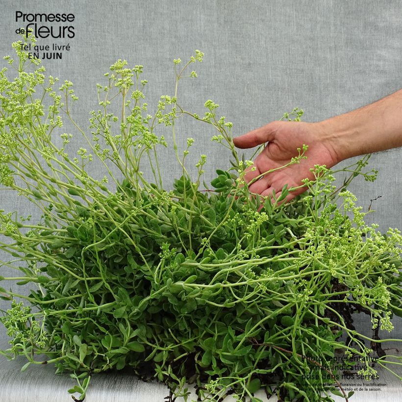 Exemplar von Crassula pubescens subsp. radicans Small Red - Dickblatt Topf mit 2L/3L wie im Sommer geliefert