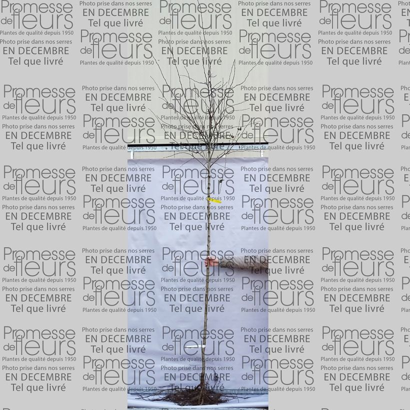 Beispiel eines Exemplars von Crataegus laevigata Paul's Scarlet - Zweigriffliger Weißdorn Wurzelnackt wie geliefert
