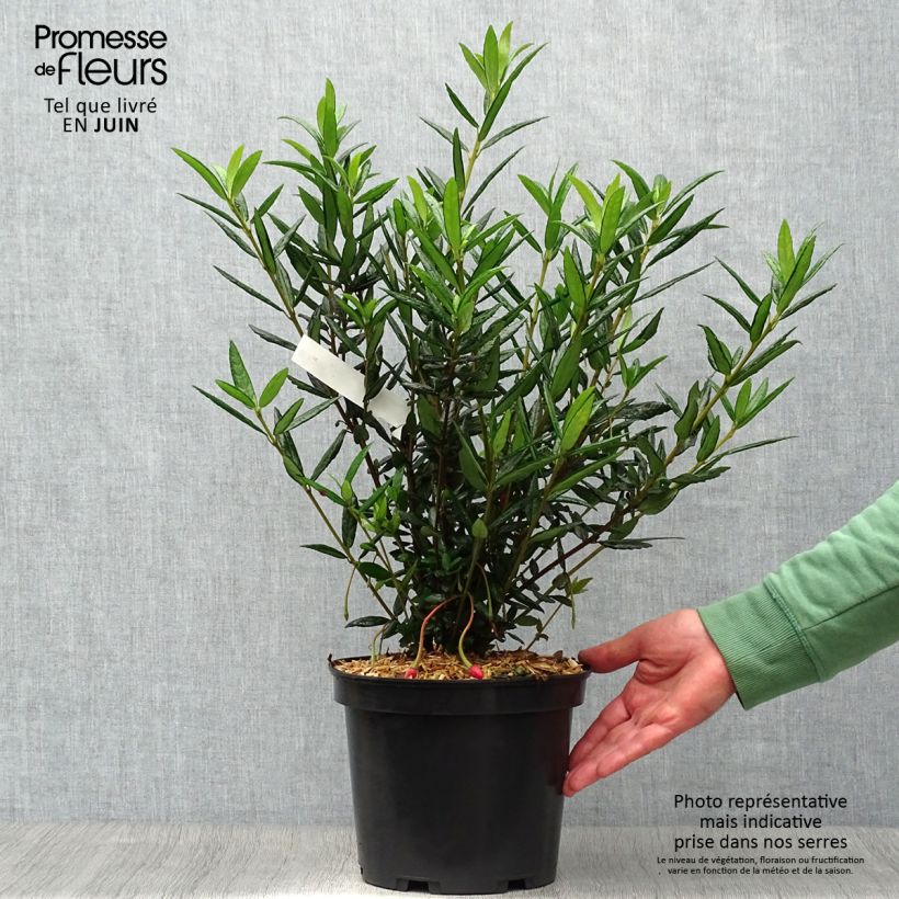 Exemplar von Crinodendron hookerianum - Crinodendron Topf mit 4L/5L wie im Sommer geliefert