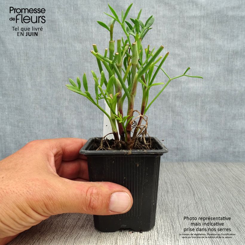 Exemplar von Meerfenchel - Crithmum maritimum Kleine Töpfe von 8/9 cm wie im Sommer geliefert