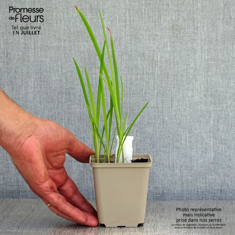 Exemplar von Montbretie Babylon - Crocosmia Kleine Töpfe von 7/8 cm wie im Sommer geliefert