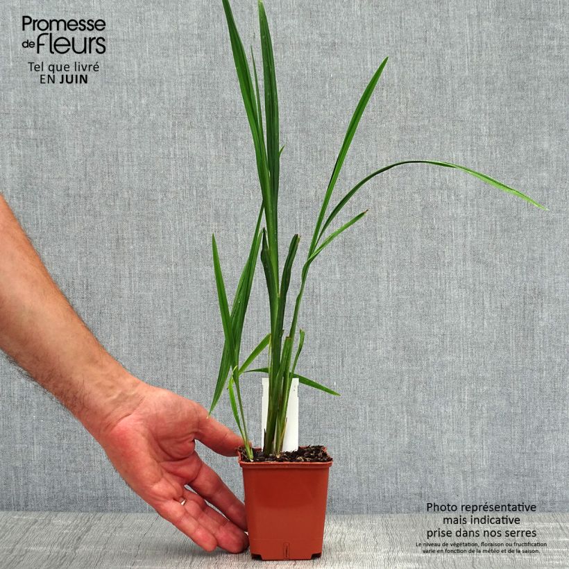 Exemplar von Montbretie Hellfire - Crocosmia Kleine Töpfe von 8/9 cm wie im Sommer geliefert