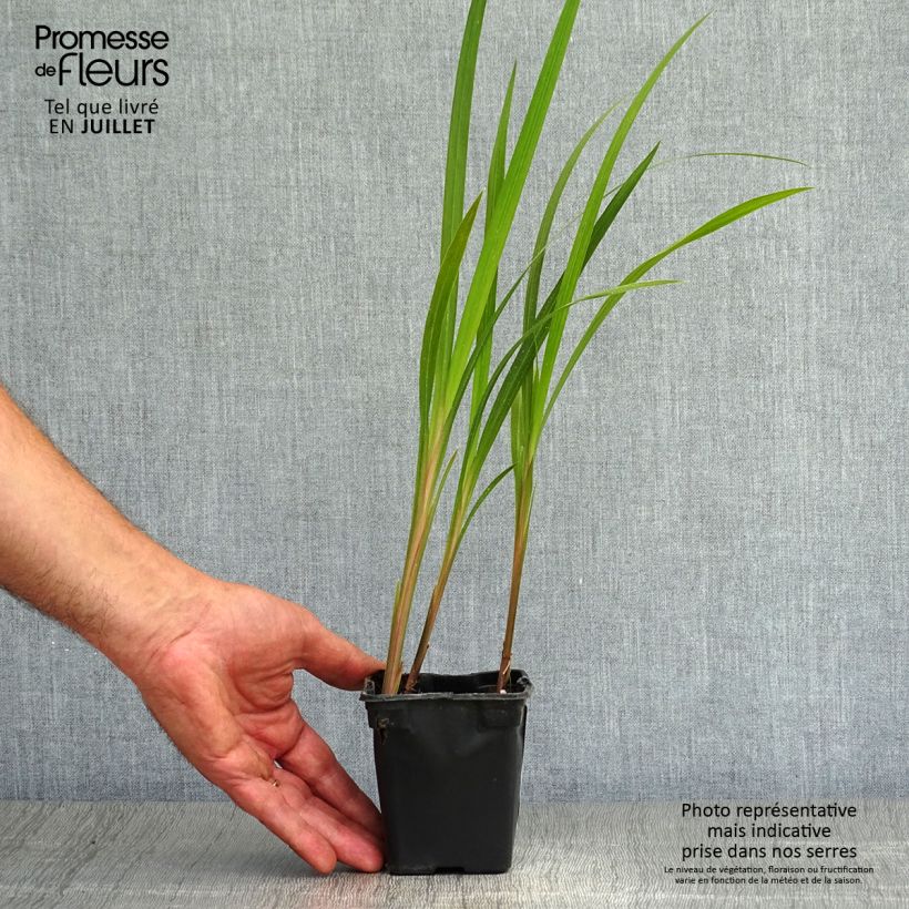 Exemplar von Montbretie Mistral - Crocosmia Kleine Töpfe von 7/8 cm wie im Sommer geliefert