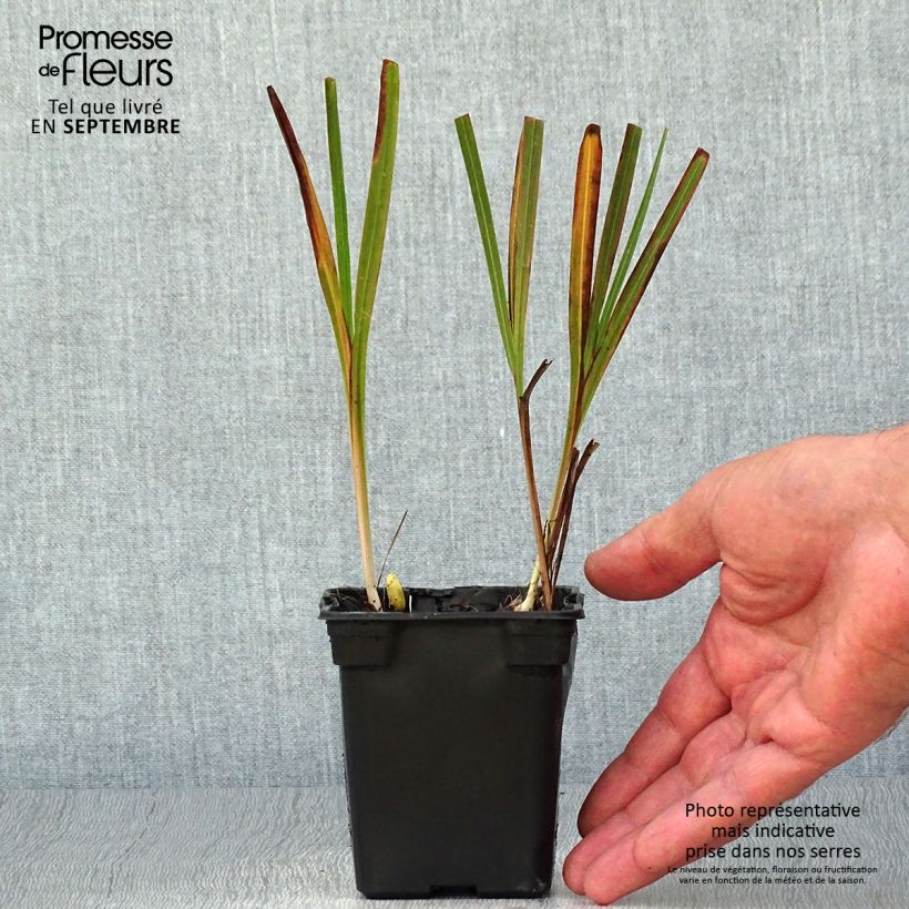 Exemplar von Montbretie Emily McKenzie - Crocosmia Kleine Töpfe von 7/8 cm wie im Herbst geliefert