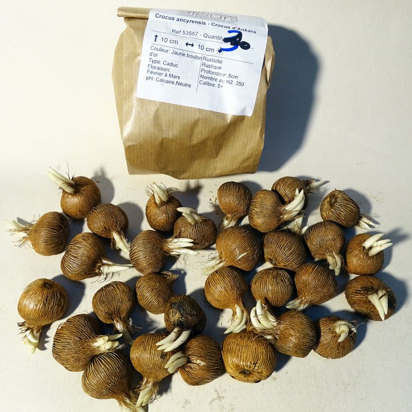 Beispiel eines Exemplars von Krokus - Crocus ancyrensis Zwiebel Kaliber/Größe 5+ wie geliefert
