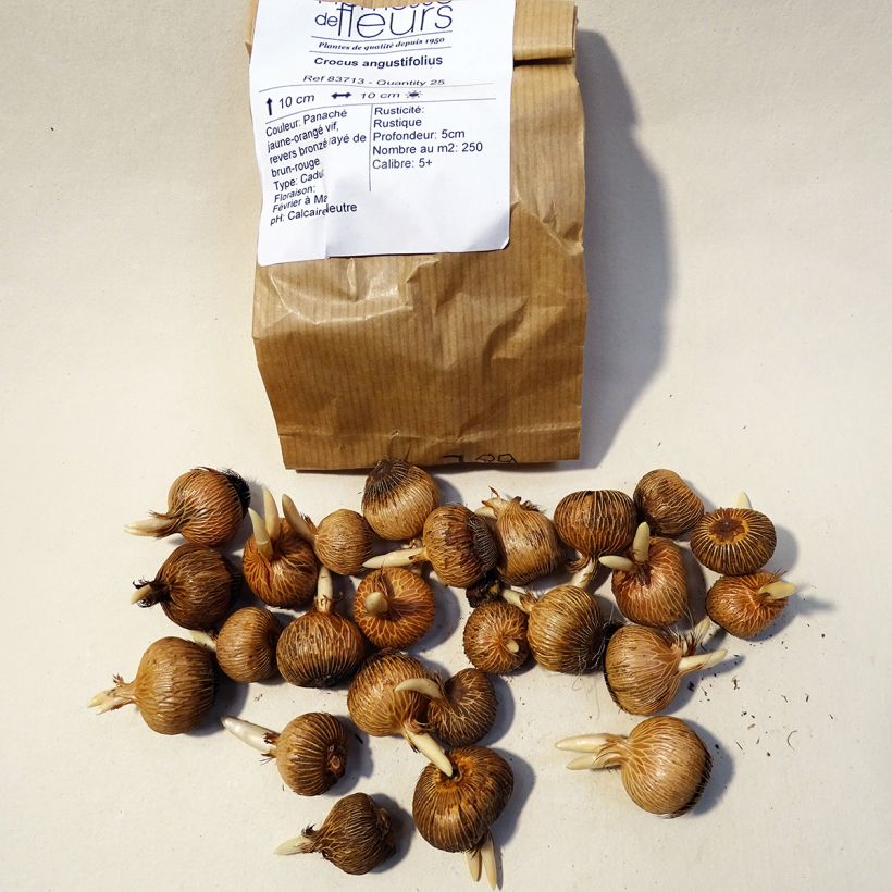 Beispiel eines Exemplars von Krokus - Crocus angustifolius Zwiebel Kaliber/Größe 5+ wie geliefert