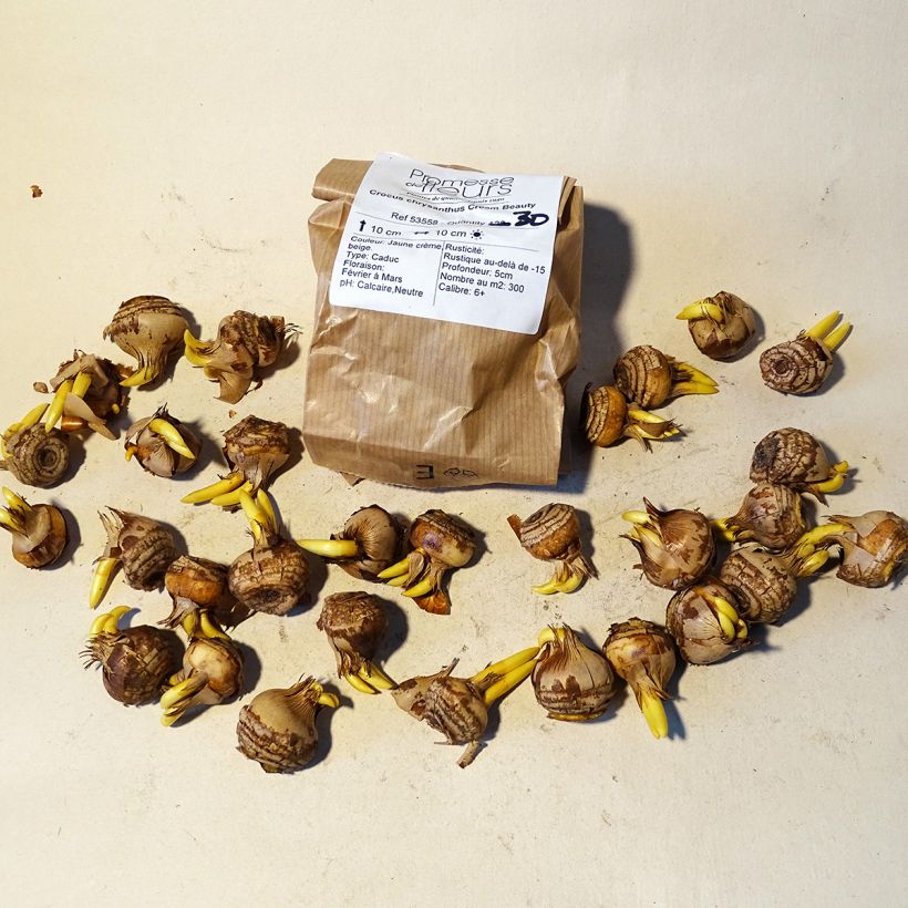 Beispiel eines Exemplars von Krokus Cream Beauty - Crocus chrysanthus Zwiebel Kaliber/Größe 6+ wie geliefert