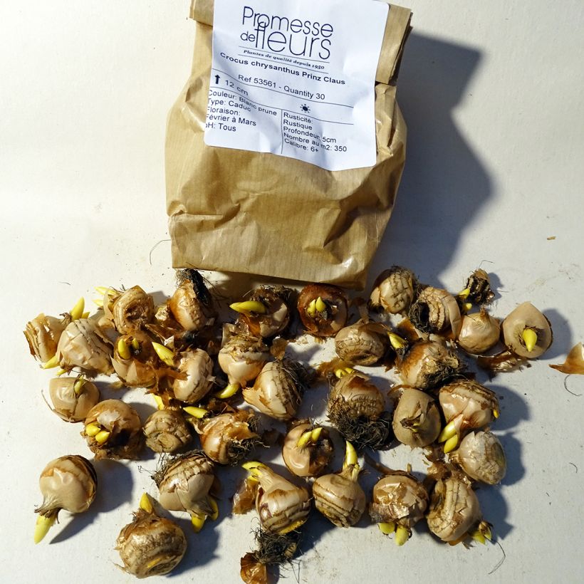 Beispiel eines Exemplars von Großblütiger Krokus Prins Claus - Crocus Zwiebel Kaliber/Größe 5+ wie geliefert