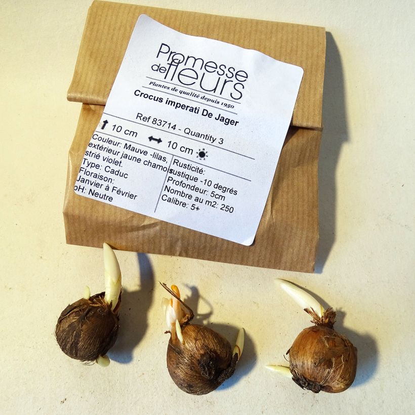 Beispiel eines Exemplars von Krokus De Jager - Crocus imperati Zwiebel Kaliber/Größe 5+ wie geliefert