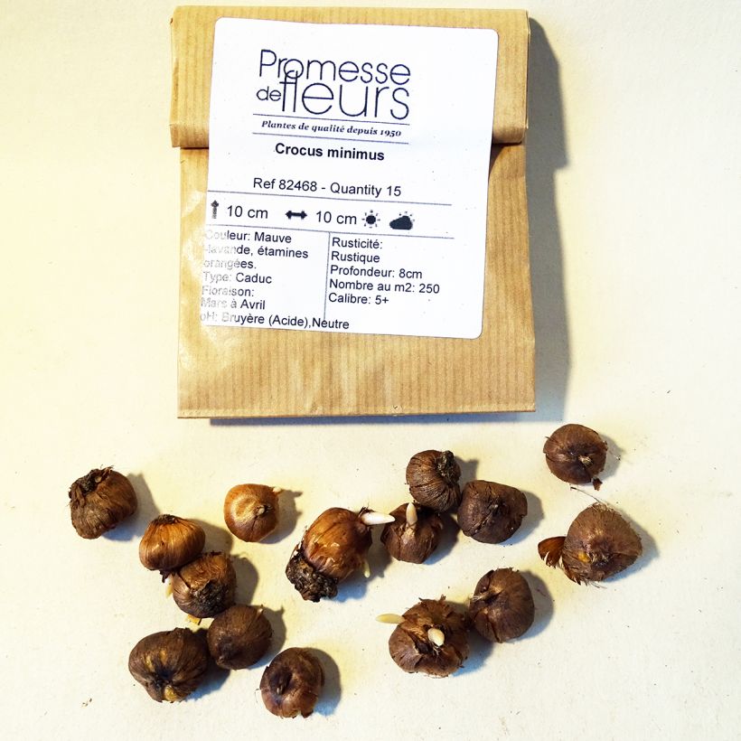 Beispiel eines Exemplars von Kleiner Krokus - Crocus minimus Zwiebel Kaliber/Größe 5+ wie geliefert