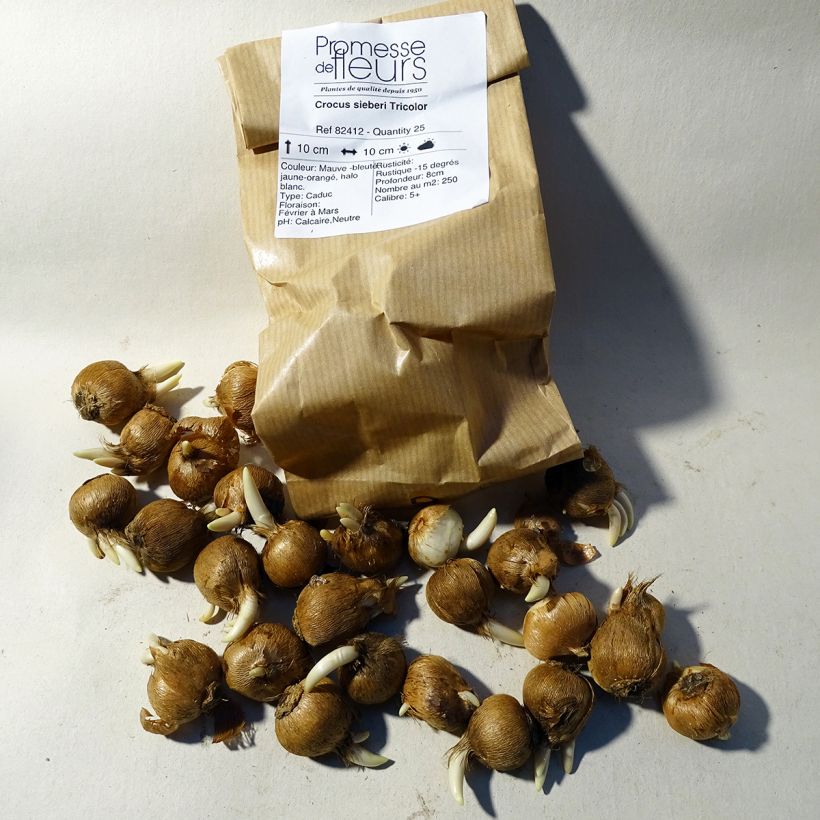 Beispiel eines Exemplars von Sieber-Krokus Tricolor - Crocus sieberi Zwiebel Kaliber/Größe 6+ wie geliefert