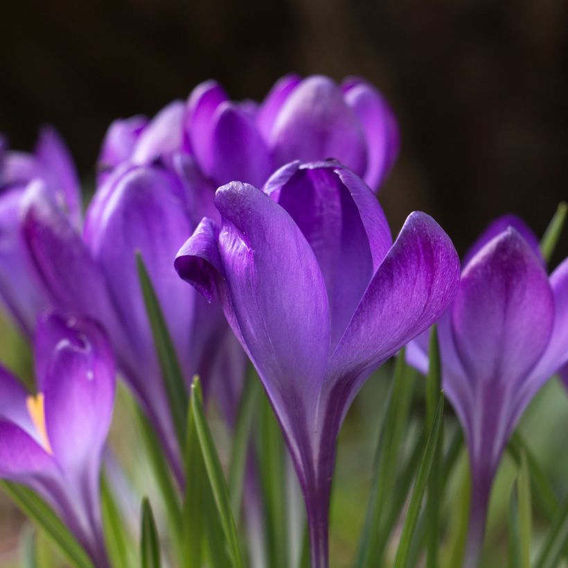 Elfen-Krokus Blue Ocean - Crocus tommasinianus (Blüte)
