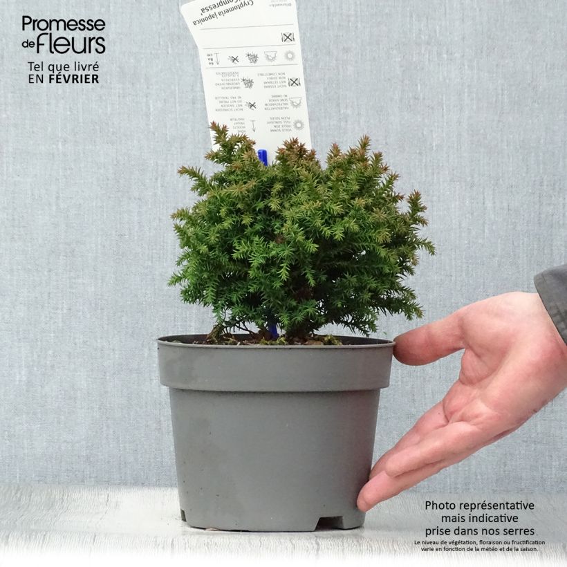 Exemplar von Cryptomeria japonica Compressa Topf mit 2L/3L wie im Winter geliefert