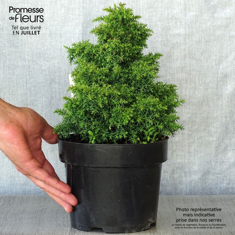 Exemplar von Cryptomeria japonica Yokohama Topf mit 2L/3L wie im Sommer geliefert