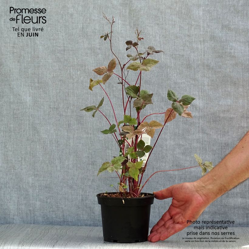 Exemplar von Cryptotaenia japonica f. atropurpurea - Japanische Purpur-Petersilie Topf mit 1,5L/2L wie im Sommer geliefert