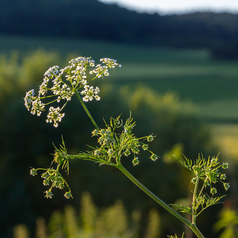 Kreuzkümmel - Cuminum cyminum (Blüte)