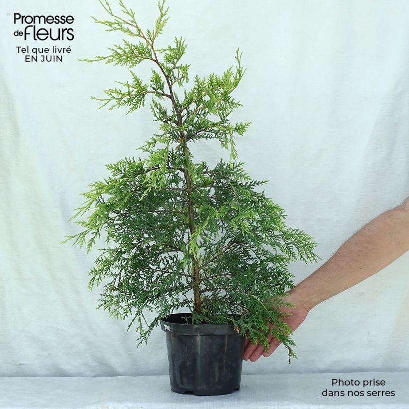 Exemplar von Cupressocyparis leylandii Castlewellan Gold - Leyland-Zypresse Topf mit 3L/4L wie im Sommer geliefert