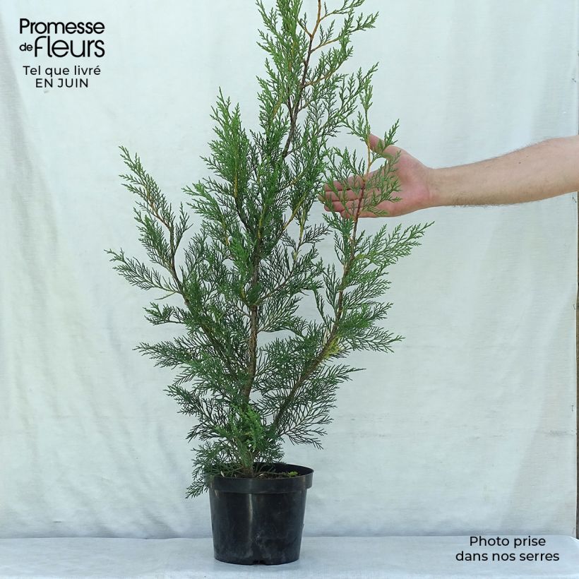 Exemplar von Cupressocyparis leylandii 2001 - Leyland-Zypresse Topf mit 2L/3L wie im Sommer geliefert