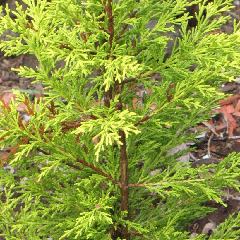 Cupressus macrocarpa Wilma - Monterey-Zypresse (Laub)