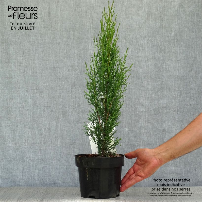 Exemplar von Cupressus sempervirens var. stricta Totem - Echte-Zypresse Topf mit 2L/3L wie im Sommer geliefert