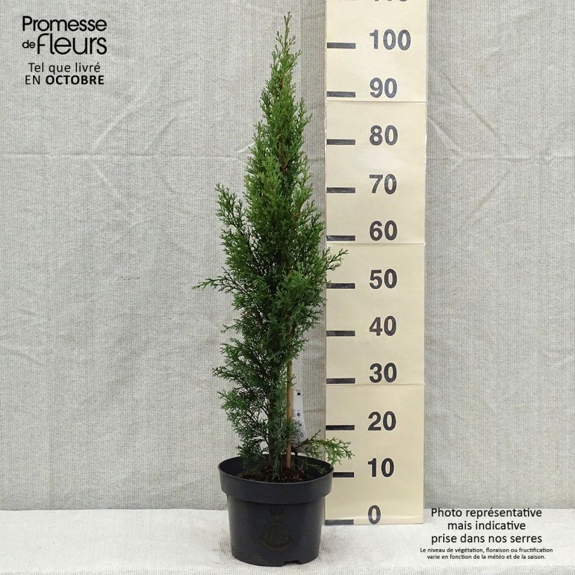 Exemplar von Cupressus sempervirens var. stricta Totem - Echte-Zypresse Topf mit 4L/5L wie im Herbst geliefert