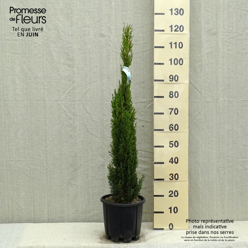 Exemplar von Cupressus sempervirens var. stricta Totem - Echte-Zypresse Topf mit 7,5L/10LGelieferte Höhe ca. 80/120cm wie im Frühjahr geliefert