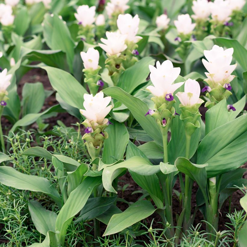 Curcuma alismatifolia White - Safranwurz (Hafen)