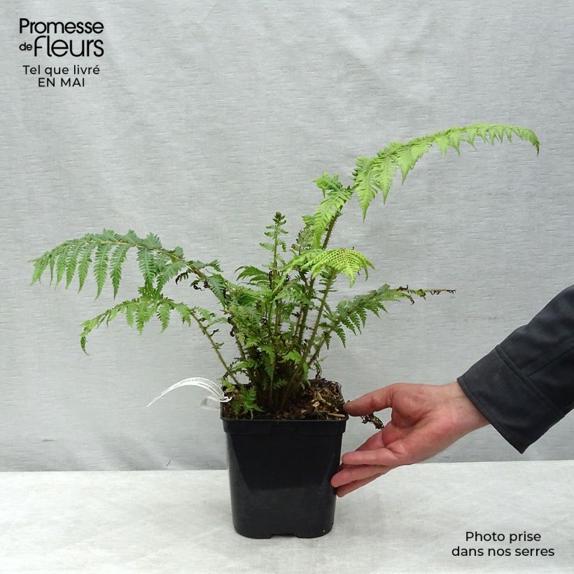 Exemplar von Cyathea cooperi - Australischer Baumfarn Topf mit 2L/3L wie im Frühjahr geliefert