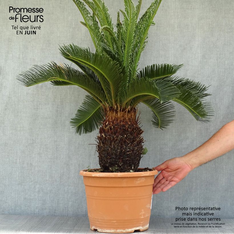Exemplar von Cycas revoluta - Palmfarn Topf mit 7,5L/10L wie im Sommer geliefert