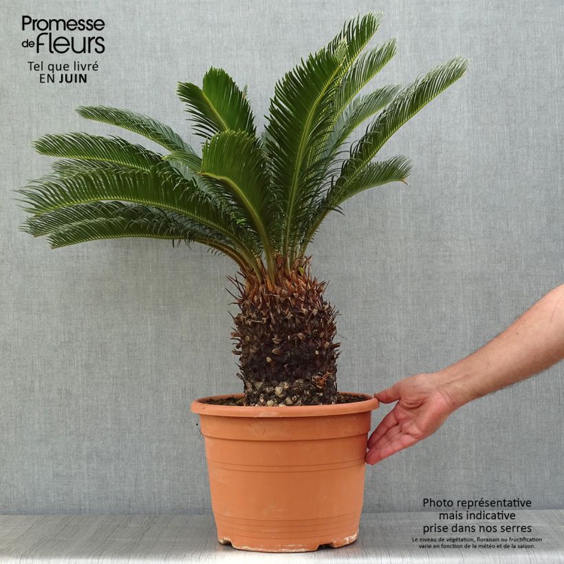 Exemplar von Cycas revoluta - Palmfarn Topf mit 12L/15LGelieferte Höhe ca. 50/60cm wie im Frühjahr geliefert