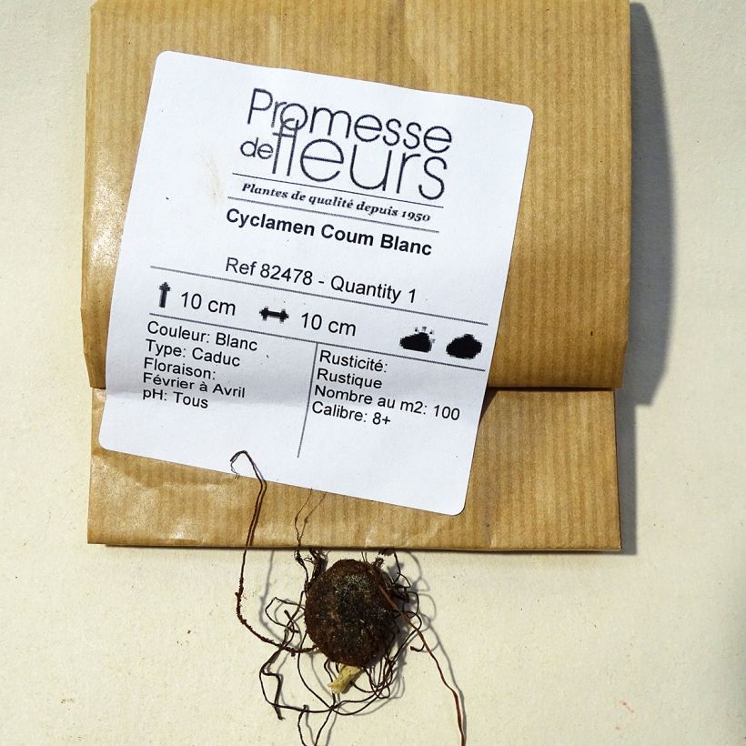 Beispiel eines Exemplars von Cyclamen coum Album (Birne) - Frühlings Alpenveilche Zwiebel Kaliber/Größe 8+ wie geliefert