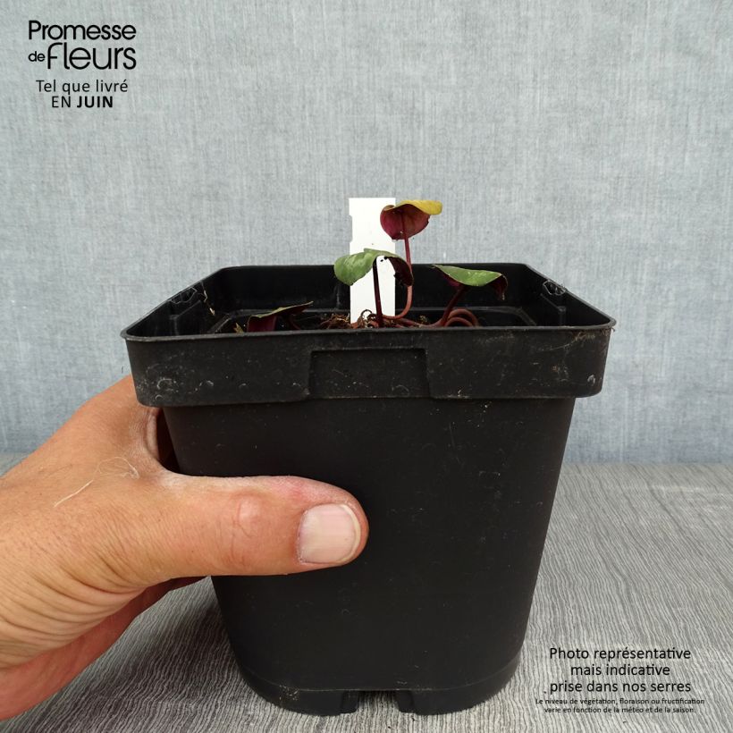 Exemplar von Cyclamen coum - Frühlings Alpenveilche Topf mit 2L/3L wie im Sommer geliefert