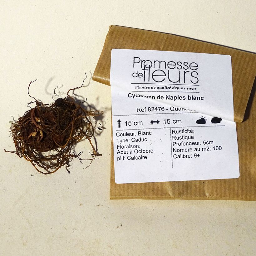 Beispiel eines Exemplars von Cyclamen hederifolium Album - Herbst-Alpenveilchen Zwiebel Kaliber/Größe 10/12 wie geliefert