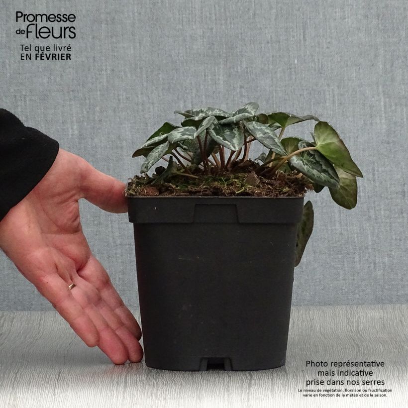 Exemplar von Cyclamen hederifolium Album - Herbst-Alpenveilchen Topf mit 2L/3L wie im Winter geliefert