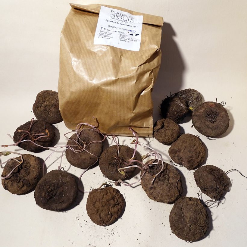 Beispiel eines Exemplars von Cyclamen hederifolium - Herbst-Alpenveilchen Zwiebel Kaliber/Größe 15+ wie geliefert