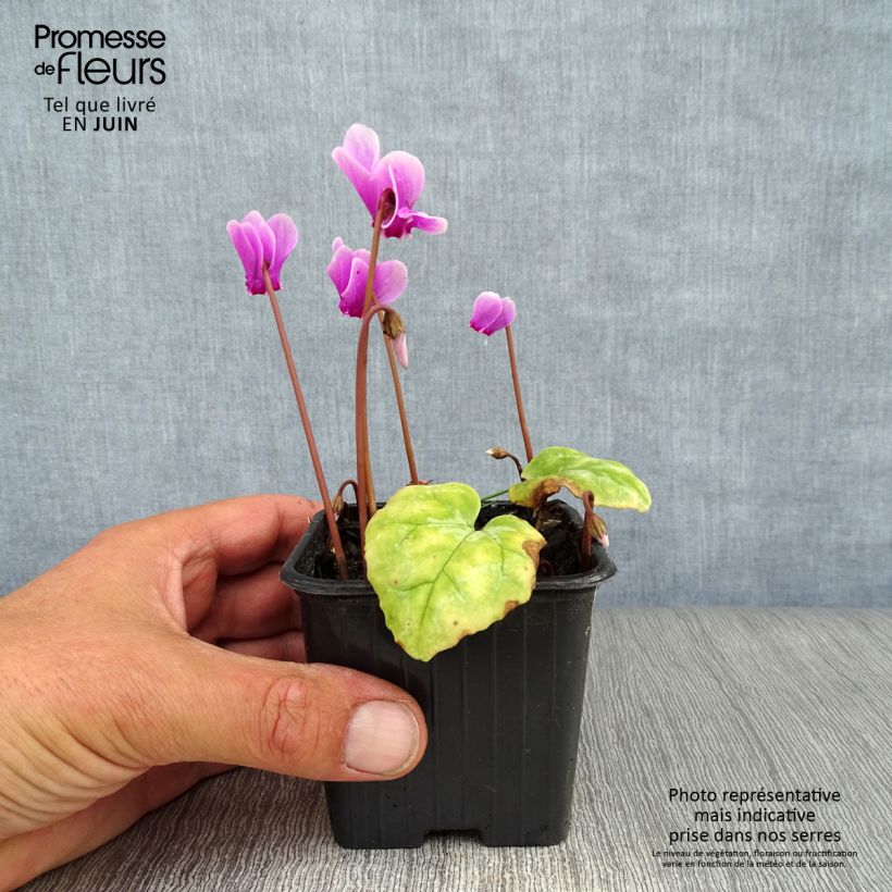 Exemplar von Cyclamen de Naples rosa en becher. wie im Sommer geliefert