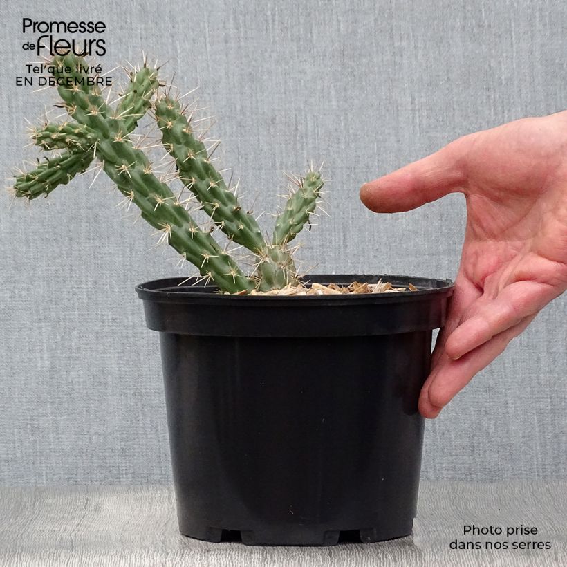 Exemplar von Cylindropuntia imbricata Topf mit 4L/5L wie im Winter geliefert