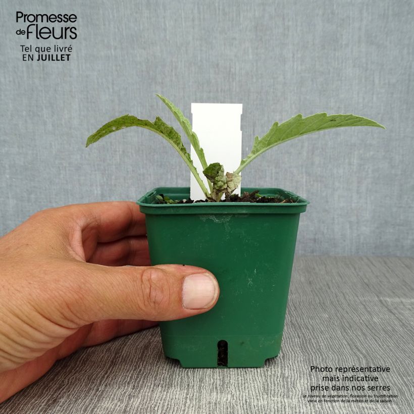 Exemplar von Wilde Artischocke var. altilis - Cynara cardunculus Kleine Töpfe von 8/9 cm wie im Sommer geliefert