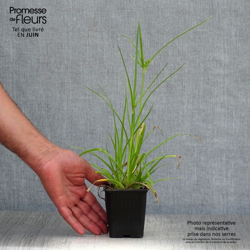 Exemplar von Cyperus alternifolius - Wechselblättriges Zyperngras Kleine Töpfe von 8/9 cm wie im Sommer geliefert