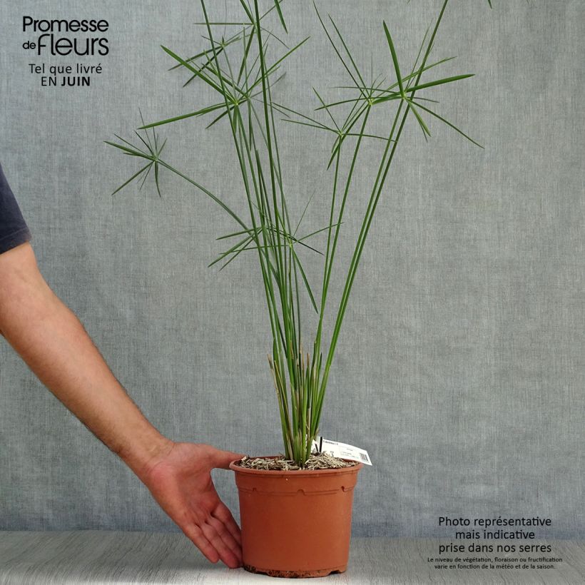 Exemplar von Cyperus alternifolius - Wechselblättriges Zyperngras Topf mit 2L/3L wie im Sommer geliefert