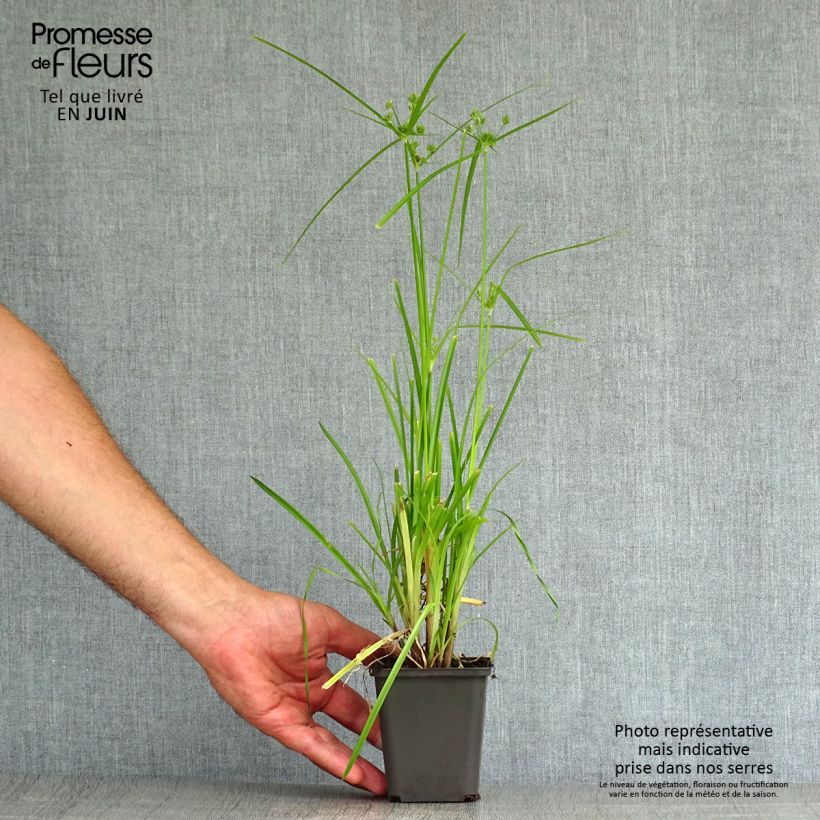 Exemplar von Cyperus glaber - Kahles Zypergras Kleine Töpfe von 8/9 cm wie im Sommer geliefert
