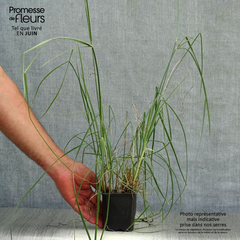 Exemplar von Cyperus longus - Langes Zypergras Kleine Töpfe von 8/9 cm wie im Sommer geliefert