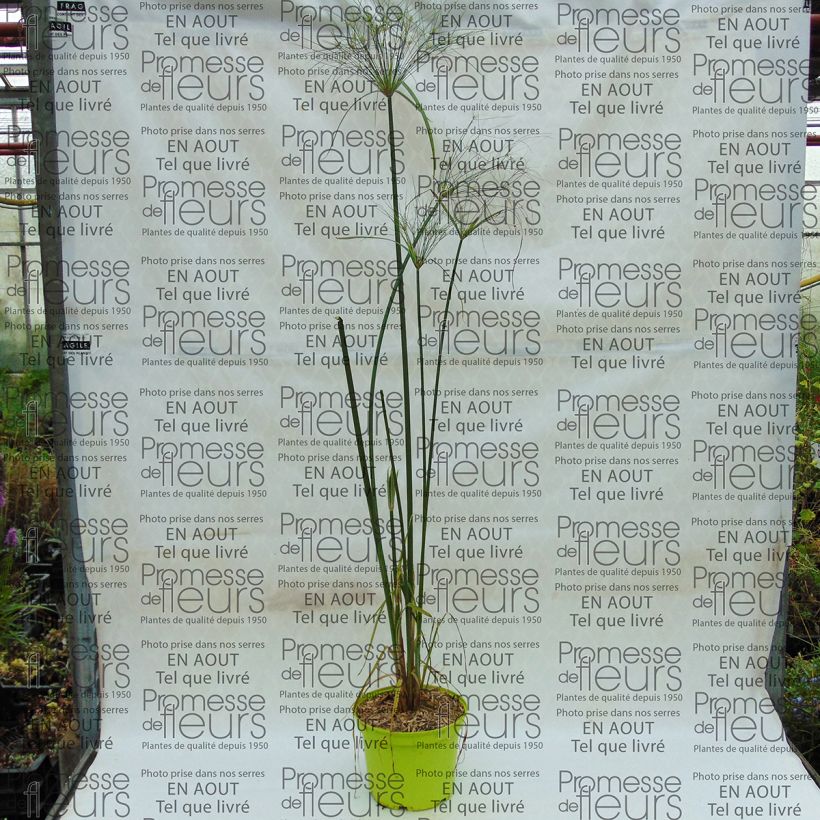 Beispiel eines Exemplars von Cyperus papyrus Akhenaton - Papyrusstaude Topf mit 2L/3L wie geliefert