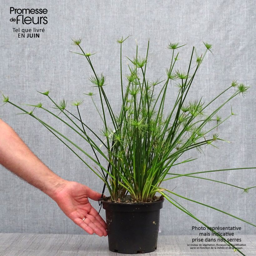 Exemplar von Cyperus prolifer - Zypergras Topf mit 3L/4L wie im Sommer geliefert