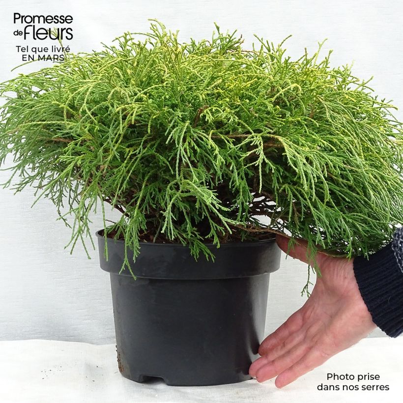 Exemplar von Chamaecyparis pisifera Sungold Topf mit 4L/5LGelieferte Höhe ca. 20/30cm wie im Frühjahr geliefert