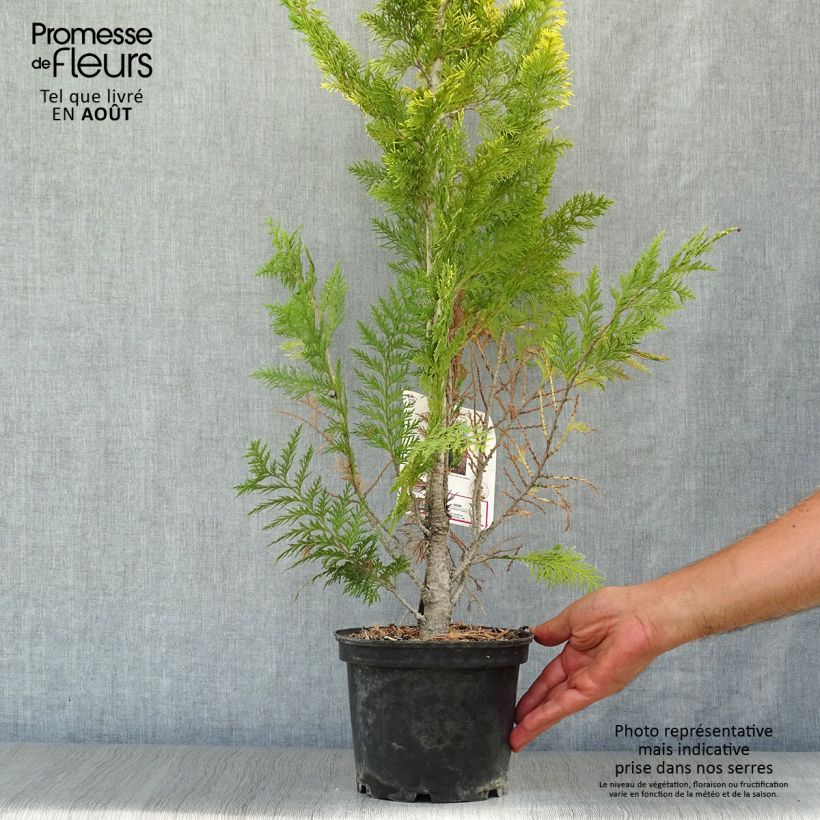 Exemplar von Chamaecyparis lawsoniana Ivonne Topf mit 2L/3L wie im Sommer geliefert