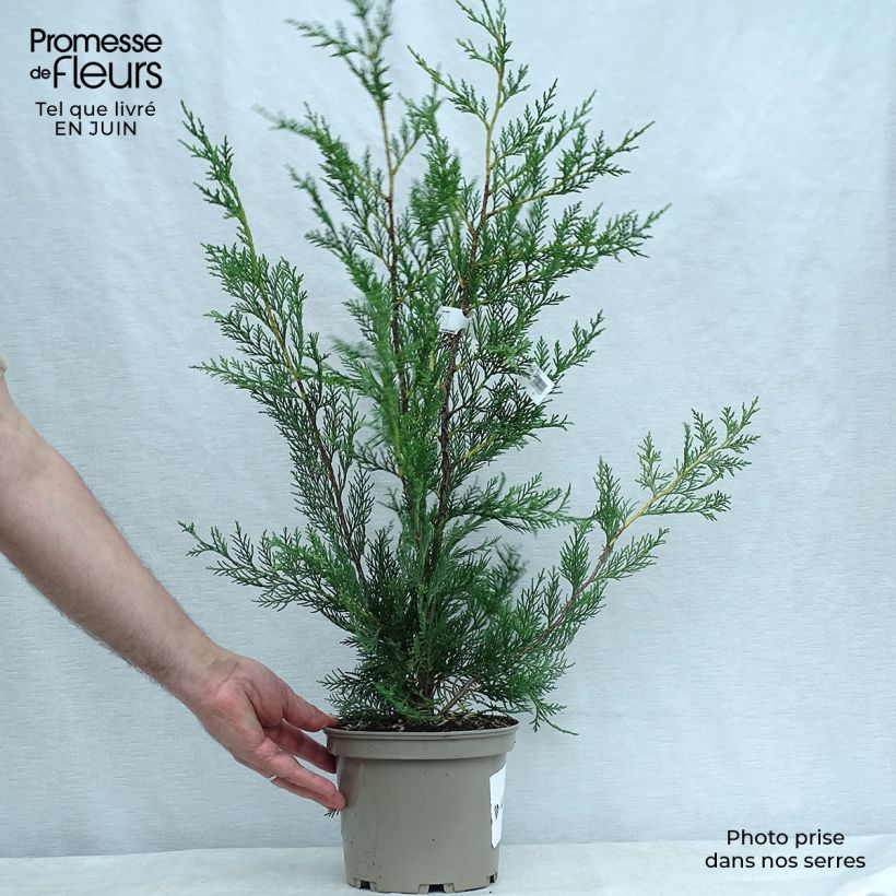 Exemplar von Cupressocyparis leylandii - Leyland-Zypresse Topf mit 2L/3L wie im Sommer geliefert