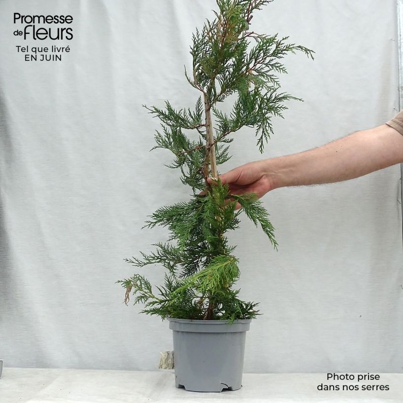 Exemplar von Cupressocyparis leylandii - Leyland-Zypresse Topf mit 4L/5L wie im Sommer geliefert